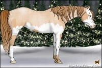 Horse Color:Bay Roan Pearl  and Bay Roan Pearl Splash 