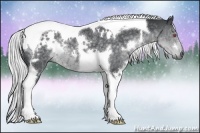 Horse Color:White Spotted Silver Black Chinchilla Tobiano Rabicano 