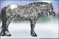 Horse Color:Black Sabino Appaloosa
