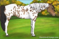 Horse Color:Bay Tobiano Near Leopard