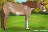 Horse Color:White Spotted Red Dun Frame 