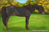 Horse Color:Liver Chestnut Varnish 