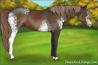 Horse Color:White Spotted Liver Chestnut