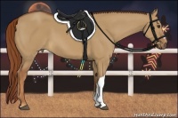 Horse Color:Red Dun 