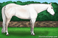 Horse Color:Gray Bay 