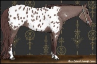 Horse Color:Chocolate Grullo Sabino Appaloosa 