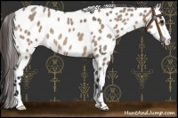 Horse Color:Bay Roan Dun Near Leopard 