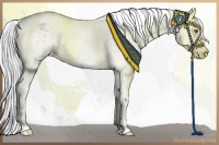 Horse Color:White Spotted Silver Grullo Chinchilla 