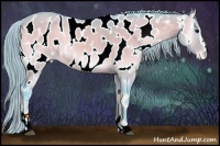 Horse Color:Watercolor Buckskin Onyx Sabino Appaloosa