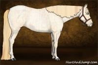 Horse Color:Buckskin Roan Pearl  and Buckskin Roan Pearl 