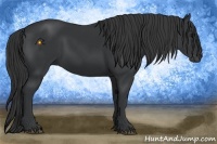 Horse Color:Black  and Black Rabicano 