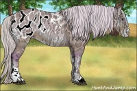 Horse Color:Watercolor Silver Buckskin Ice Onyx Sabino Appaloosa 