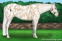 Horse Color:Silver Buckskin Roan Blanket 