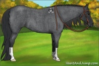 Horse Color:Blue Roan 