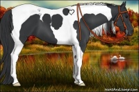 Horse Color:Black Tobiano 