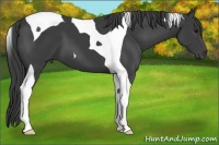 Horse Color:Smoky Black Tobiano 