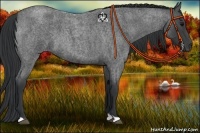 Horse Color:Blue Roan 