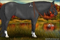 Horse Color:Blue Roan 