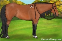 Horse Color:Bay Rabicano 