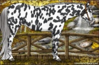 Horse Color:Black Near Leopard 