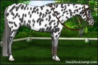Horse Color:Black Appaloosa Rabicano 