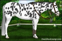 Horse Color:Black Sabino Splash Near Leopard 