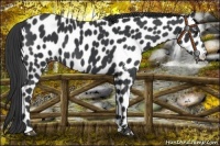 Horse Color:Black Appaloosa