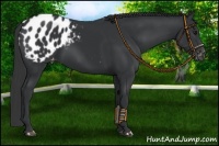Horse Color:Black Appaloosa 
