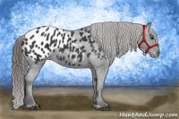 Horse Color:Black Appaloosa