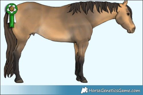 Horse Color:Buckskin 