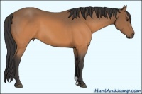 Horse Color:Buckskin 