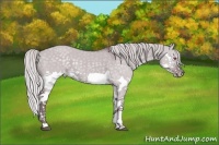 Horse Color:Chocolate Silver Grullo Chinchilla Splash 