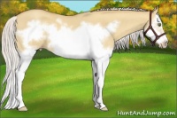 Horse Color:Silver Classic Champagne Dun Splash Frame 