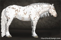 Horse Color:White Spotted Silver Buckskin Appaloosa Rabicano