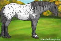 Horse Color:Blue Roan Appaloosa 