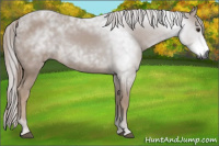 Horse Color:Gray Liver Chestnut