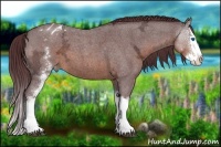 Horse Color:White Spotted Chocolate Brown Ice Roan Splash Appaloosa 