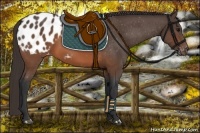 Horse Color:Brown Appaloosa 