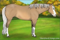 Horse Color:Silver Buckskin Splash