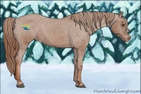 Horse Color:Chestnut Appaloosa