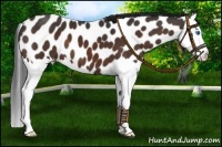 Horse Color:Brown Splash Leopard 