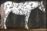 Horse Color:Liver Chestnut Appaloosa