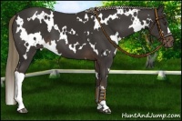 Horse Color:White Spotted Liver Chestnut 