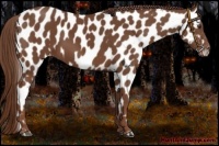 Horse Color:Chestnut Appaloosa