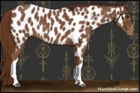 Horse Color:Red Roan Near Leopard 