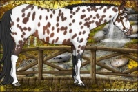 Horse Color:Brown Roan Near Leopard 