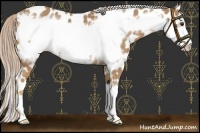 Horse Color:Palomino Frame Appaloosa 