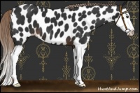 Horse Color:Liver Chestnut Splash Near Leopard 