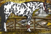 Horse Color:Black Near Leopard 