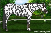 Horse Color:Black Near Leopard 